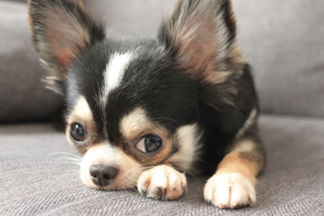 飼いやすい犬種　ランキング（チワワ）