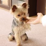 飼いやすい犬　マンション　賃貸