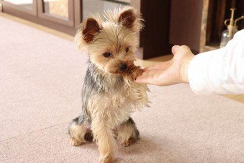 飼いやすい犬　マンション　賃貸