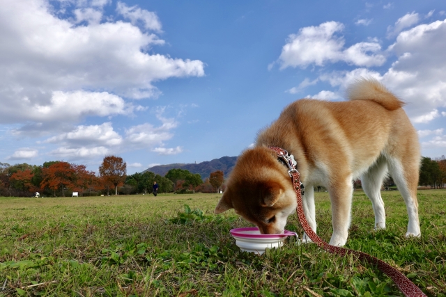 柴犬を飼う前の準備