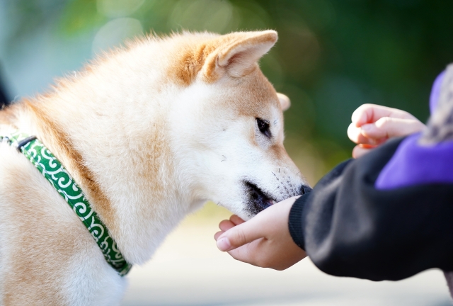 柴犬のしつけのポイント