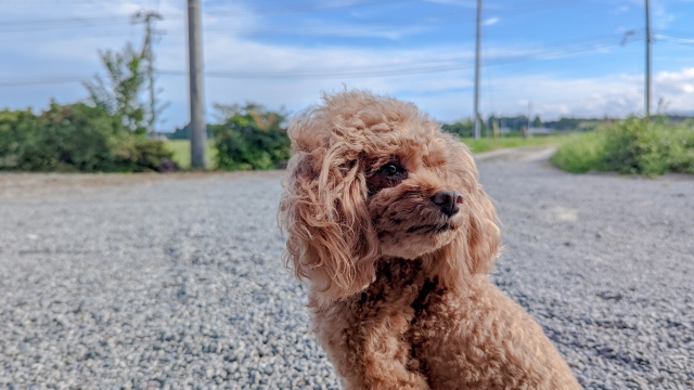 トイプードルの飼い主の本音【飼いやすい？飼いにくい？】