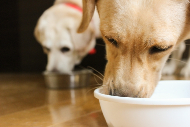 ドッグフードを食べる犬