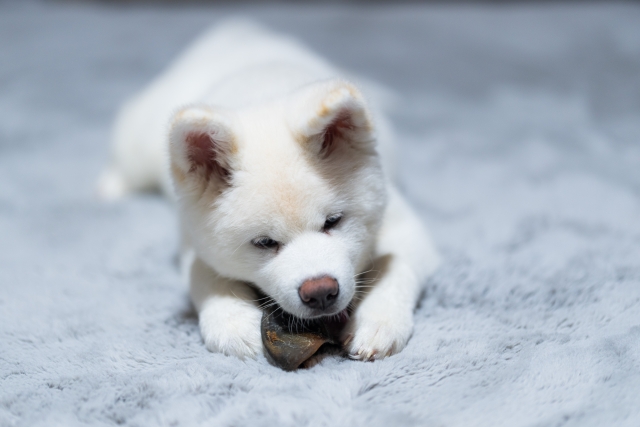 秋田犬の飼い方