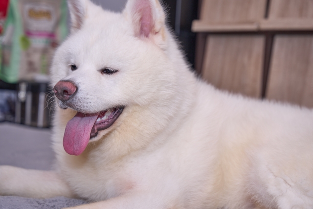 秋田犬を飼う前の準備