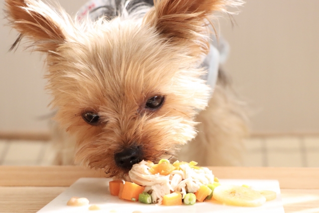 偏食気味の愛犬にオススメのドッグフード