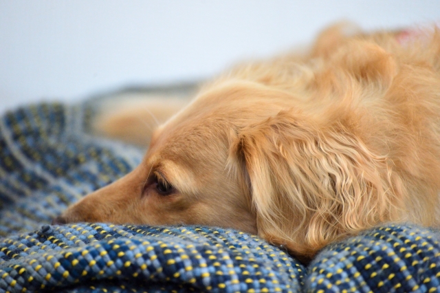 犬がフードを食べないときの対処法