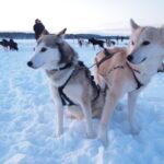 シベリアンハスキーの飼い方