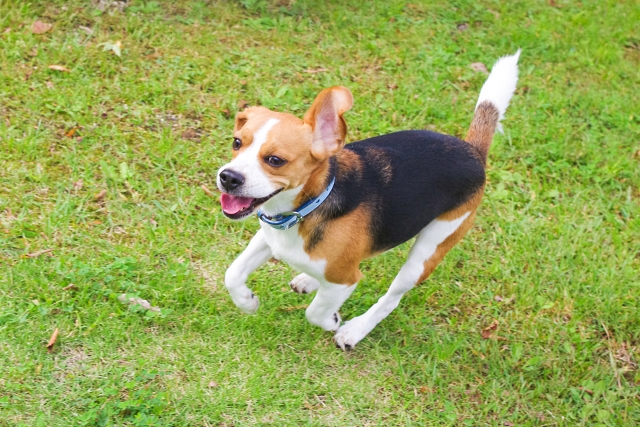 ビーグルの飼い方