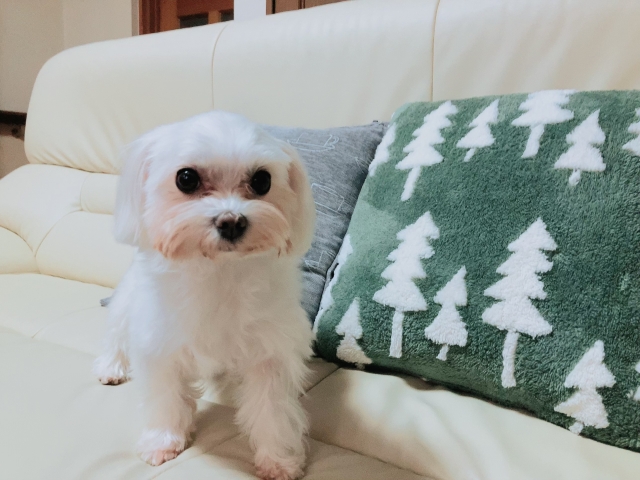 マルチーズの飼い主の本音【飼いやすい？飼いにくい？】