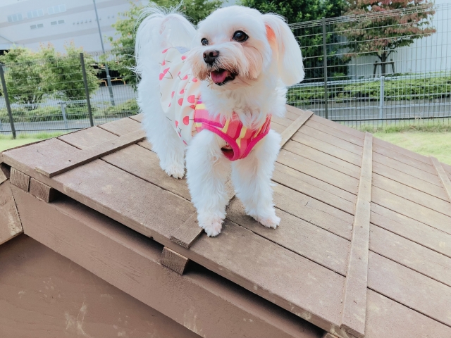 マルチーズの飼い方