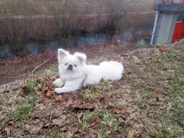 ペキニーズの飼い方