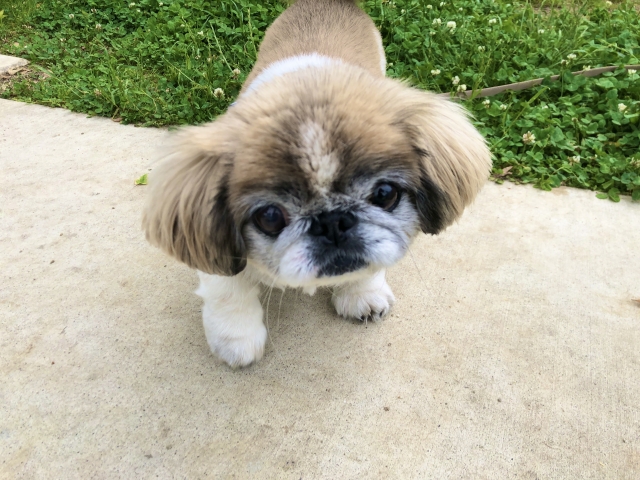 ペキニーズの飼い主の本音【飼いやすい？飼いにくい？】