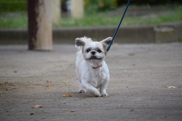 シーズーの飼い主の本音【飼いやすい？飼いにくい？】