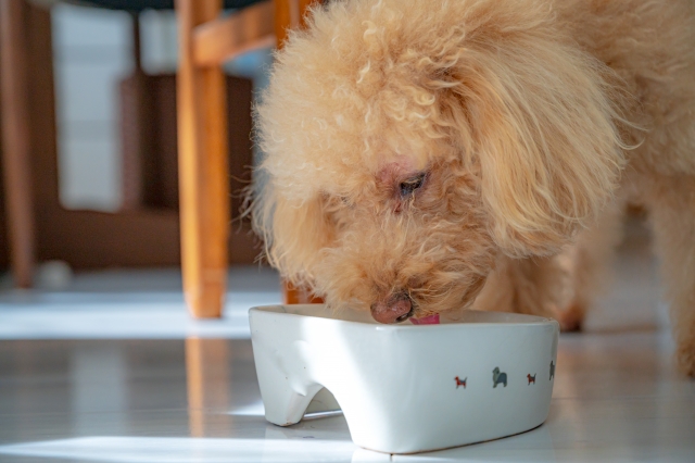 ドッグフード「うまか」はこんな犬におすすめ！