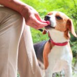 愛犬の腎臓ケアにオススメのドッグフード