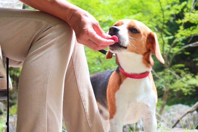 愛犬の腎臓ケアにオススメのドッグフード