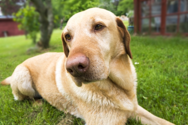 大型犬がドッグフードを食べない場合の対処法