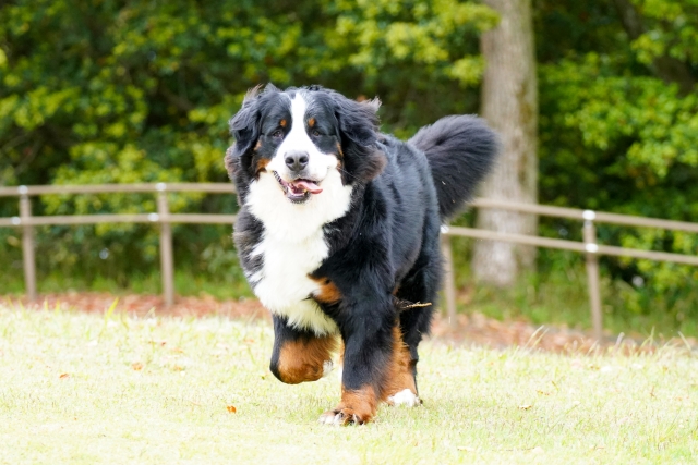 柴犬向けのドッグフードおすすめ10選