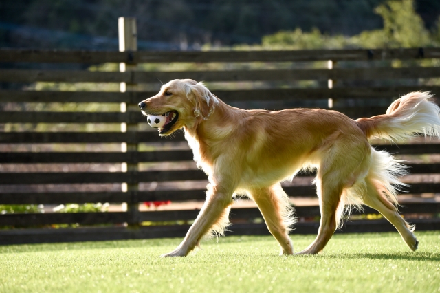 柴犬向けのドッグフードの選び方