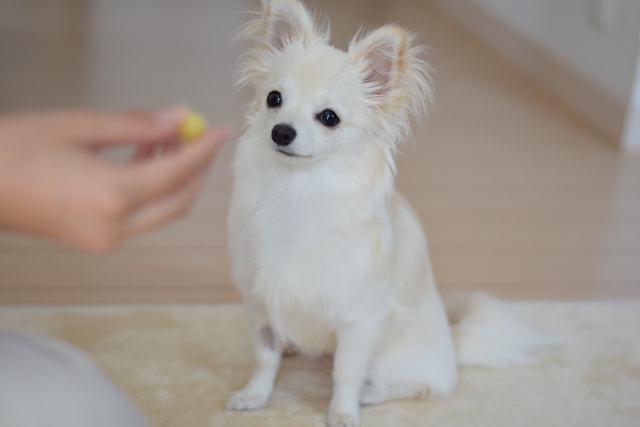 子犬が【ストレス】でドッグフードを食べない時の見分け方と対処法