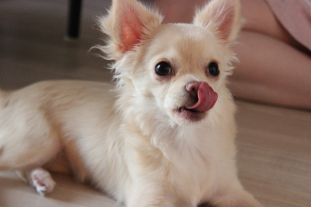 子犬がドッグフードを食べない原因