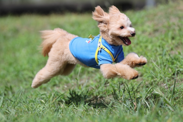 子犬が【成長期】でドッグフードを食べない時の見分け方と対処法