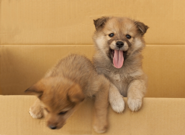 子犬がドッグフードを食べない原因