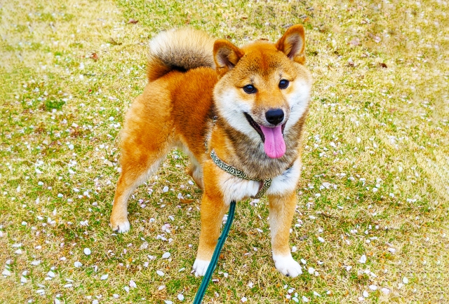 柴犬に必要な運動量