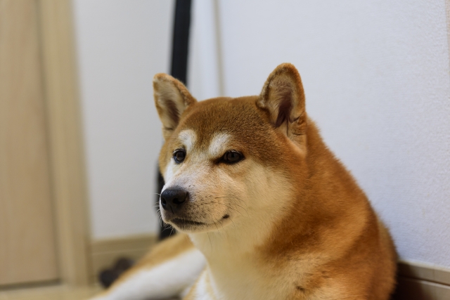 柴犬がフードを食べない場合の対処法