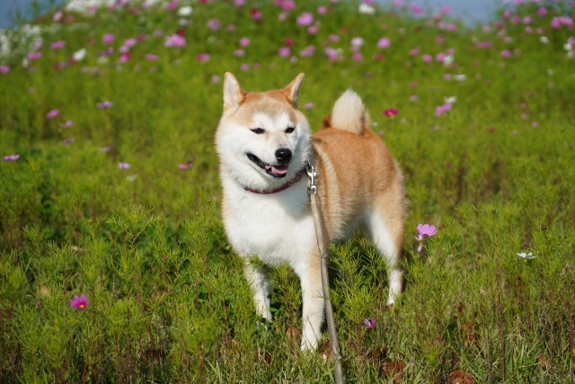 柴犬の基本情報