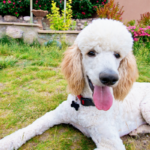 standard poodle