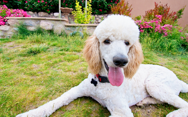 standard poodle