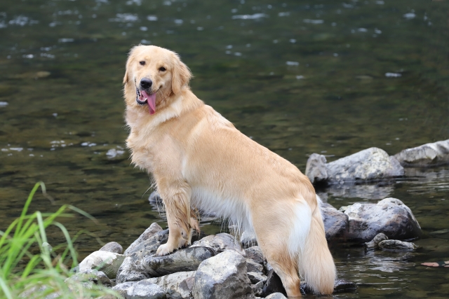 ゴールデンレトリーバーの飼い方