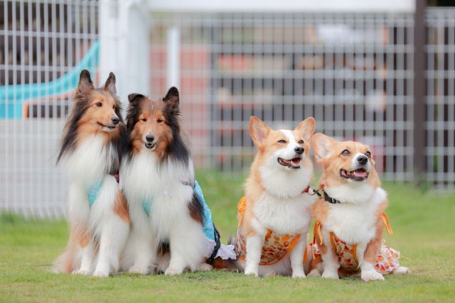 犬種別　年間のフード代目安