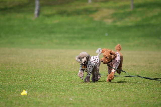 小型犬にオススメのドッグフード5選【ウェットフード】