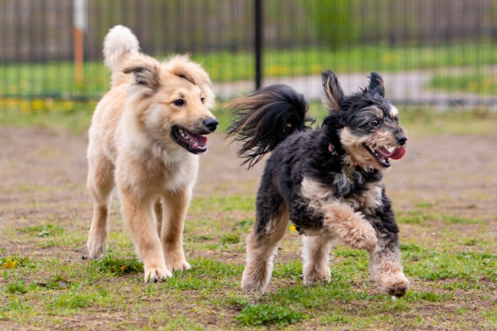 賃貸マンションで犬を飼育するなら教えたいコマンド