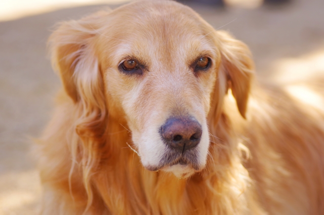 大型犬