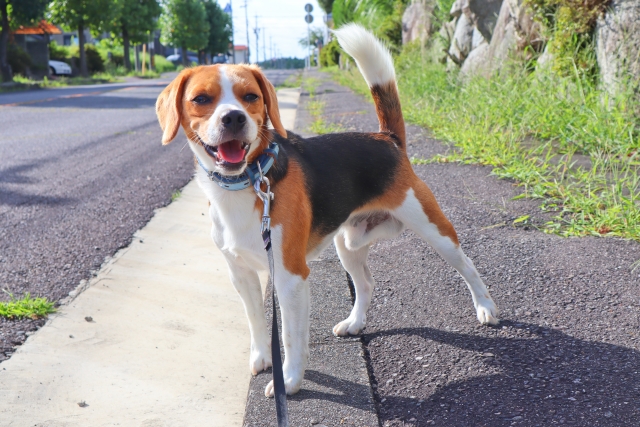 【まとめ】犬の白内障とは？