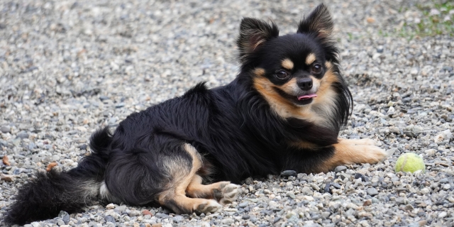 【まとめ】犬の糖尿病におすすめのご飯