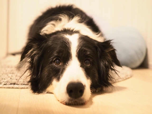 シニア犬に与えるドッグフードの選び方