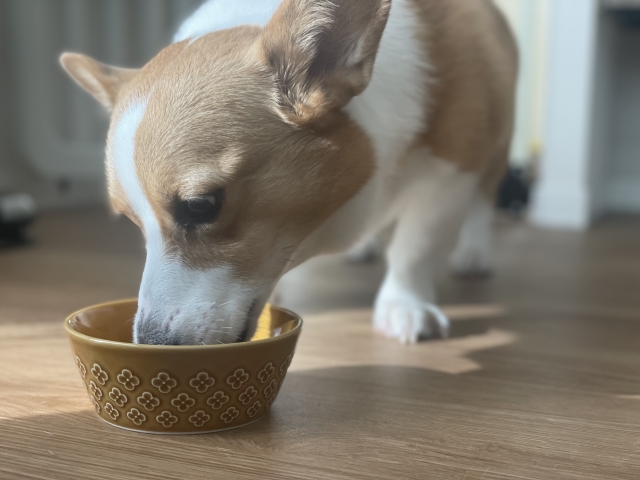 犬に馬肉を与えても大丈夫？