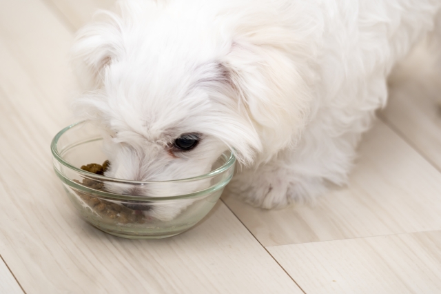 糖尿病のワンちゃんの食事療法のポイント