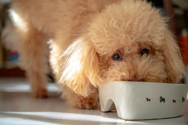 馬肉を犬に与える効果は？