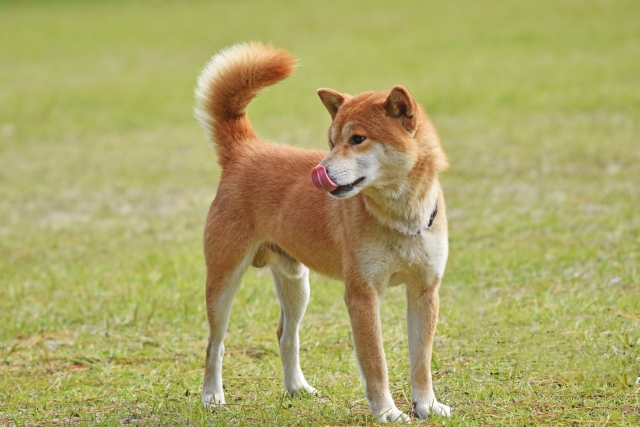 馬肉を生で与えても大丈夫？