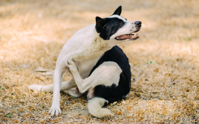 犬の皮膚病とは？