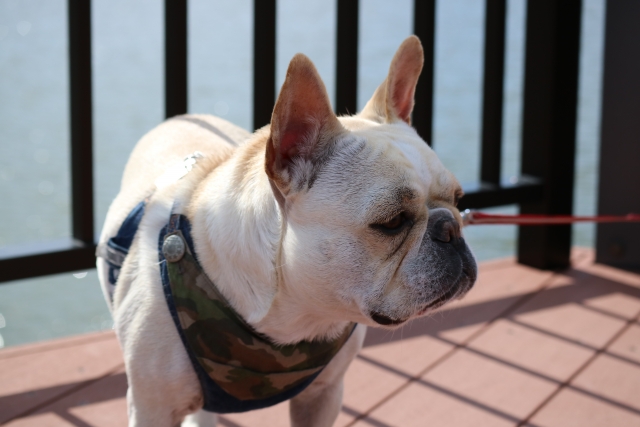 犬の糖尿病になってしまう原因