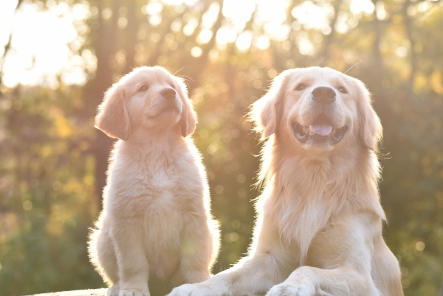 愛犬が糖尿病療養食を食べないときの対処法