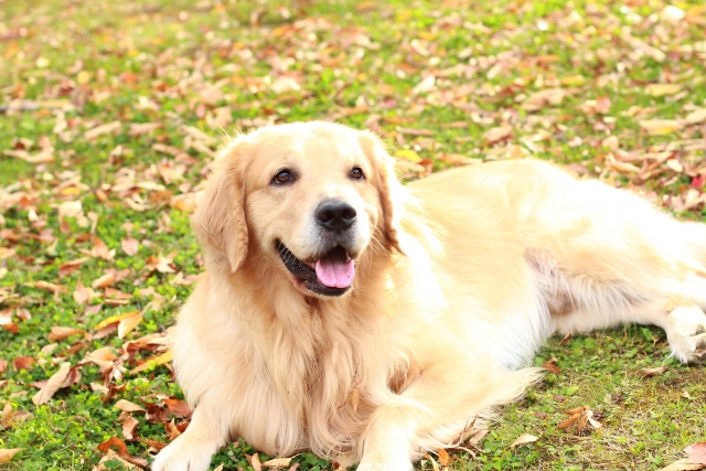 糖尿病になりやすい犬種はある？