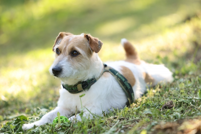 糖尿病の療法食は動物病院でしか購入できないことが多い